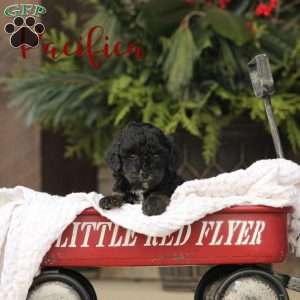 Pasifica, Cavapoo Puppy