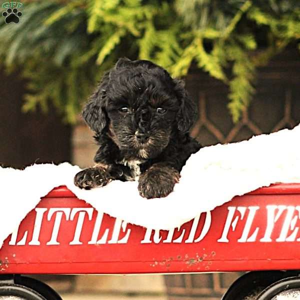 Pasifica, Cavapoo Puppy