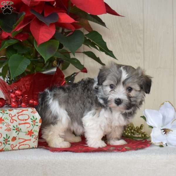 Patches, Havanese Puppy