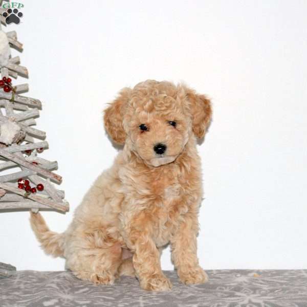 Patches, Maltipoo Puppy