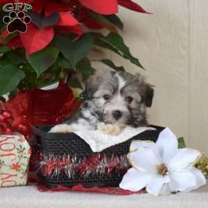 Patches, Havanese Puppy