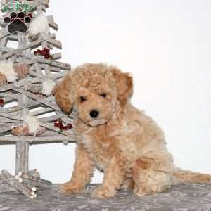 Patches, Maltipoo Puppy
