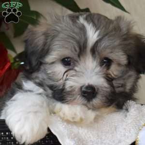 Patches, Havanese Puppy