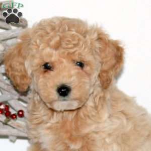 Patches, Maltipoo Puppy