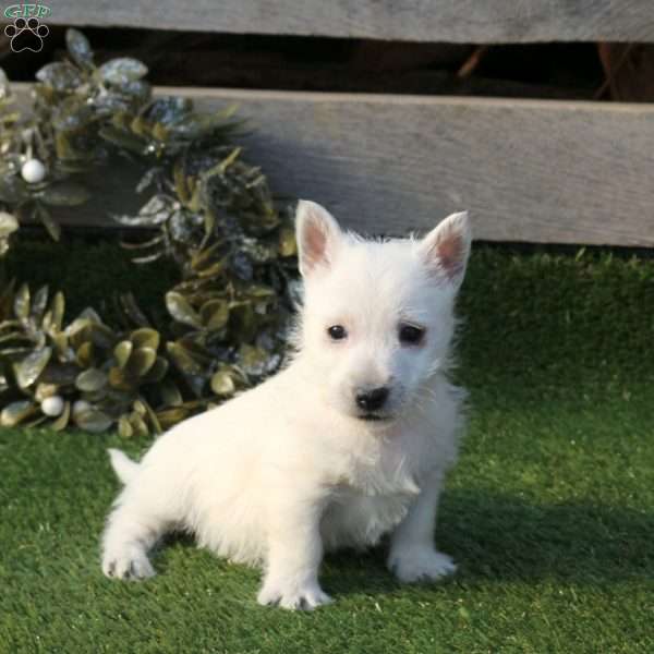 Patrick, West Highland Terrier Puppy