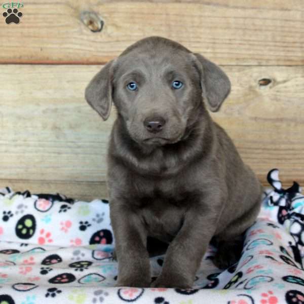 Patrick, Silver Labrador Retriever Puppy