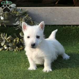 Patrick, West Highland Terrier Puppy