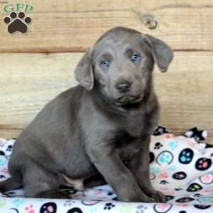 Patrick, Silver Labrador Retriever Puppy