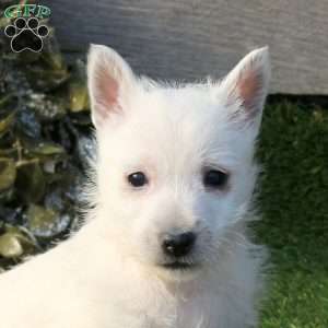 Patrick, West Highland Terrier Puppy