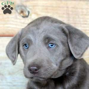 Patrick, Silver Labrador Retriever Puppy