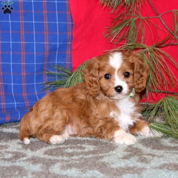 Patrick, Cavapoo Puppy