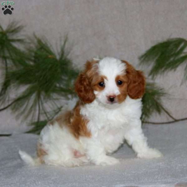 Patrick, Cavapoo Puppy