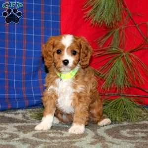 Patrick, Cavapoo Puppy