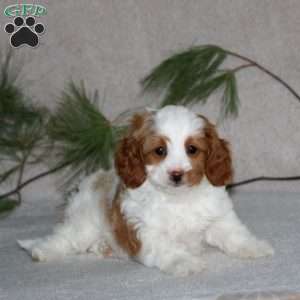 Patrick, Cavapoo Puppy