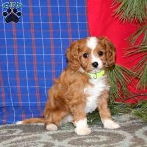 Patrick, Cavapoo Puppy