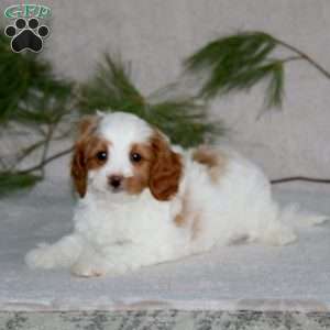 Patrick, Cavapoo Puppy