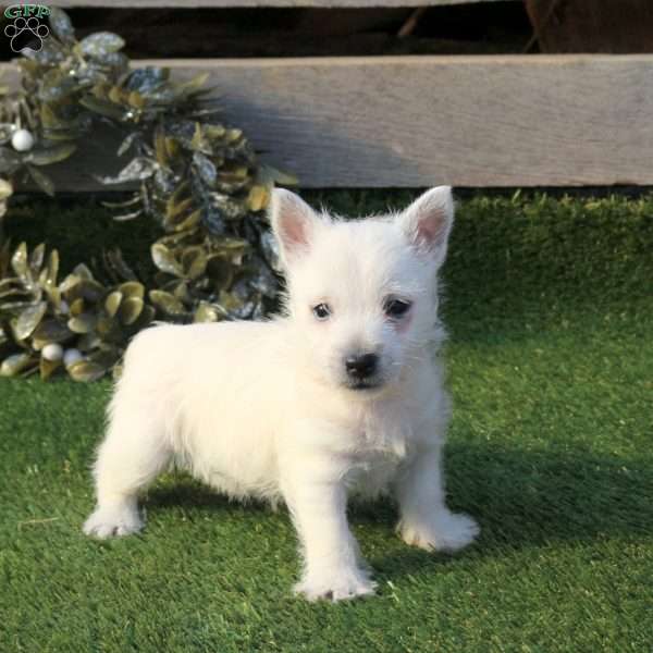Patty, West Highland Terrier Puppy