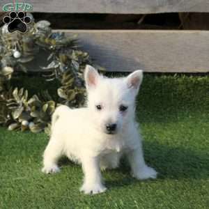 Patty, West Highland Terrier Puppy