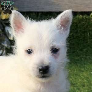 Patty, West Highland Terrier Puppy