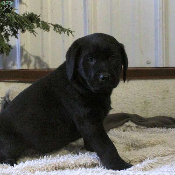 Paul, Black Labrador Retriever Puppy
