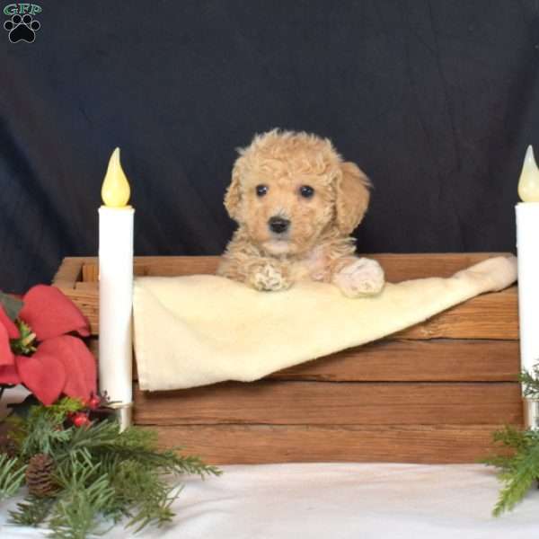 Paws, Bich-Poo Puppy