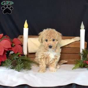 Paws, Bich-Poo Puppy