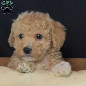 Paws, Bich-Poo Puppy