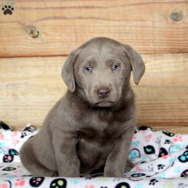 Pax, Silver Labrador Retriever Puppy