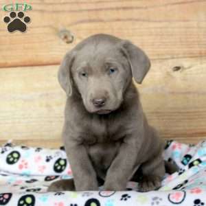 Pax, Silver Labrador Retriever Puppy