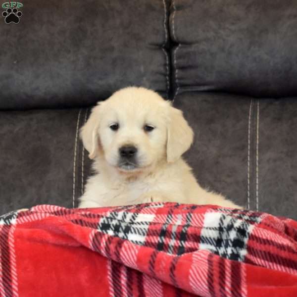 Peace, English Cream Golden Retriever Puppy