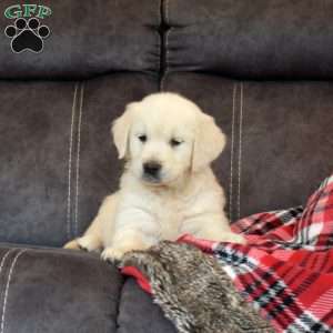 Peace, English Cream Golden Retriever Puppy