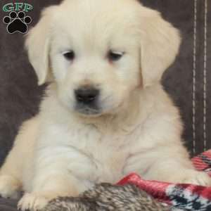 Peace, English Cream Golden Retriever Puppy
