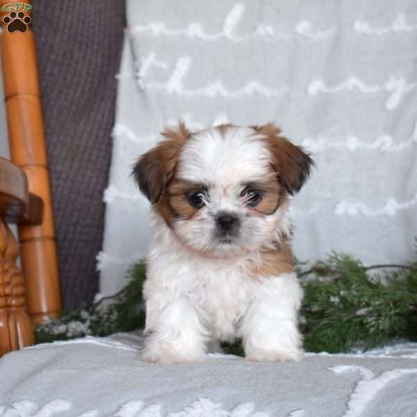 Peace, Shih Tzu Puppy
