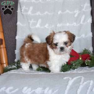 Peace, Shih Tzu Puppy