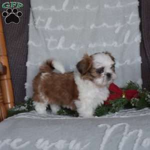 Peace, Shih Tzu Puppy