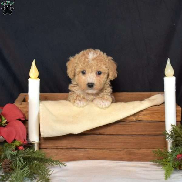 Peanut, Bich-Poo Puppy