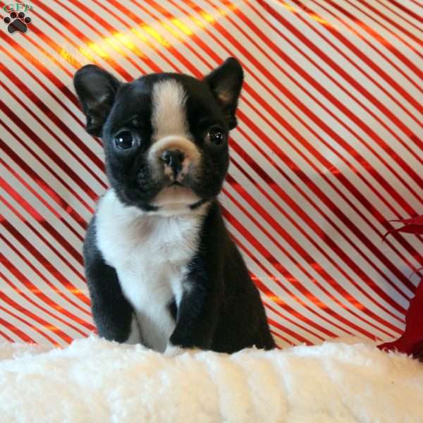 Peanut, Boston Terrier Puppy