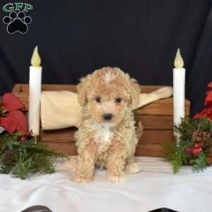 Peanut, Bich-Poo Puppy