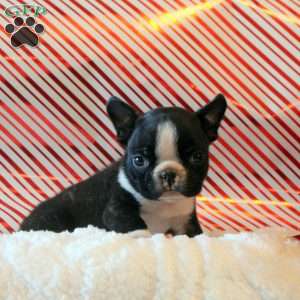 Peanut, Boston Terrier Puppy