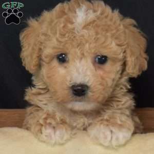 Peanut, Bich-Poo Puppy