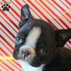 Peanut, Boston Terrier Puppy