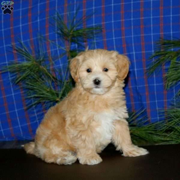 Peanut, Maltipoo Puppy