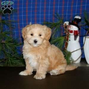 Peanut, Maltipoo Puppy
