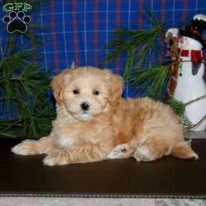 Peanut, Maltipoo Puppy