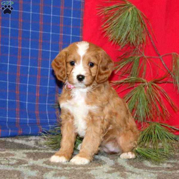 Pearl, Cavapoo Puppy