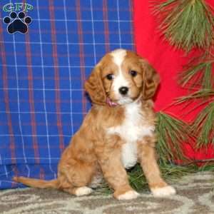 Pearl, Cavapoo Puppy