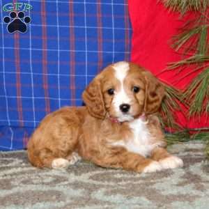 Pearl, Cavapoo Puppy