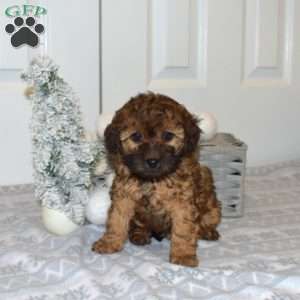 Pebbles, Yorkie Poo Puppy