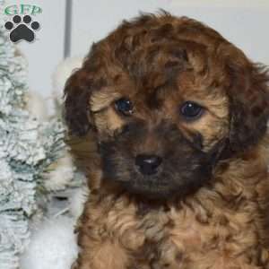 Pebbles, Yorkie Poo Puppy