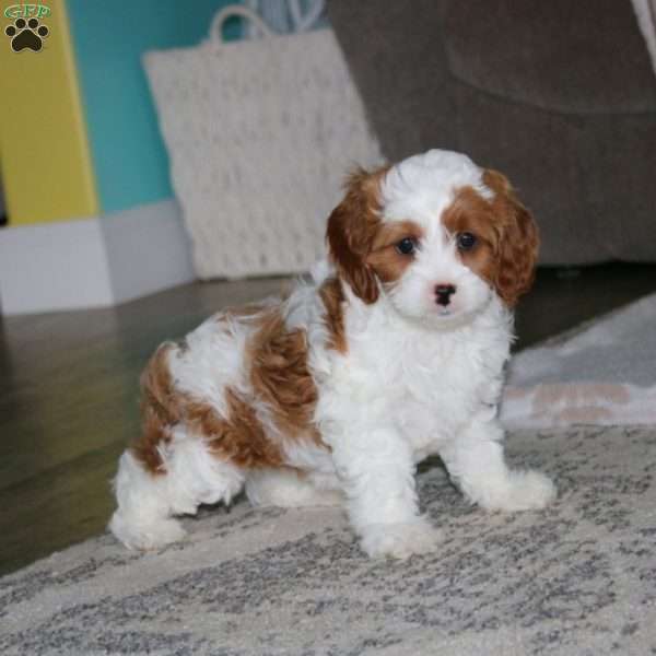 Peggy, Cavapoo Puppy